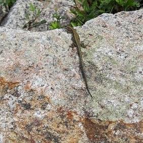 Eidechse auf Stein