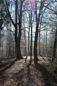 Bäume für den Stiftungswald