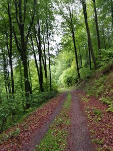 Bäume für den Stiftungswald